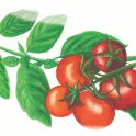 Tomato airbrushed.jpg